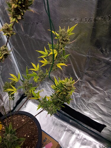 Growreport Bild 19