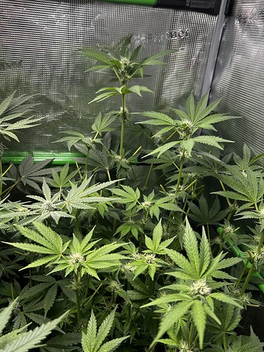 Growreport Bild 27