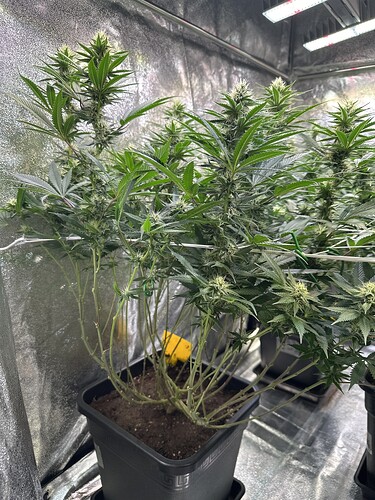 Growreport Bild 11