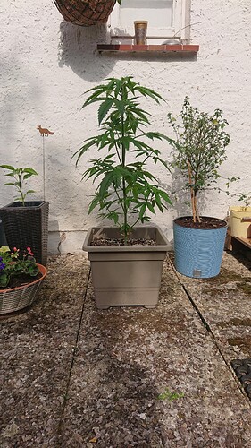 Growreport Bild 4