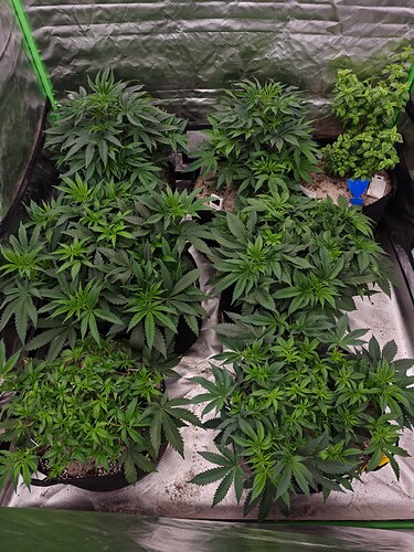 Growreport Bild 4