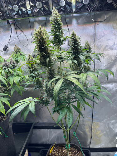 Growreport Bild 11