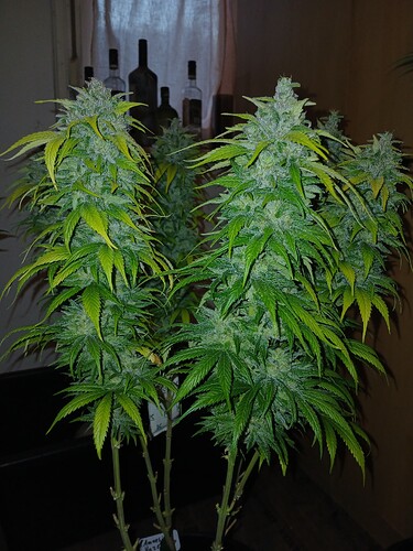 Growreport Bild 4