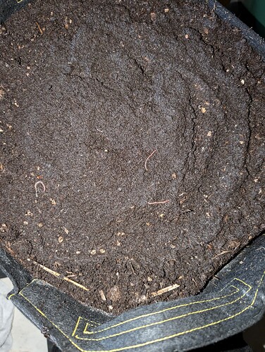 PXL_20241019_181423576