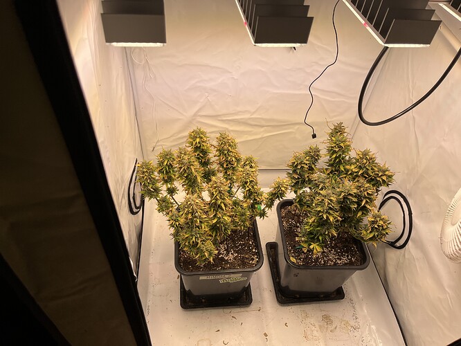 Growreport Bild 1