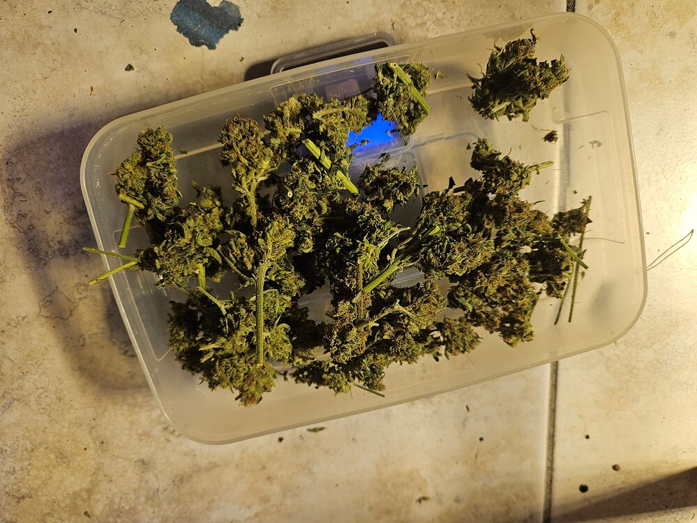 Mein erster grow (Autos)