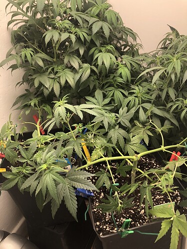 Growreport Bild 20