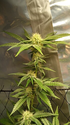 Growreport Bild 10