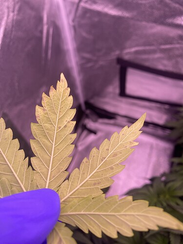 Growreport Bild 4