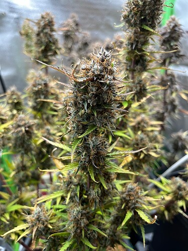Growreport Bild 5