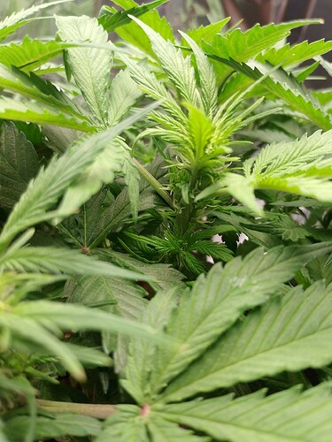 IMG_20240519_200422_PORTRAIT