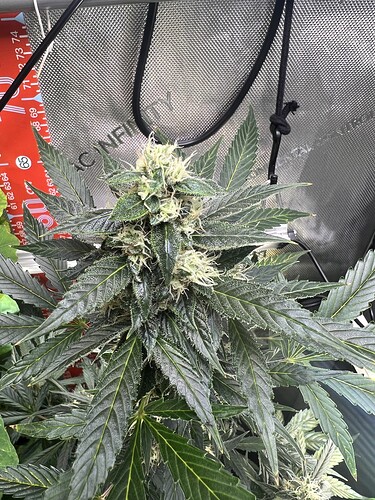 Growreport Bild 36