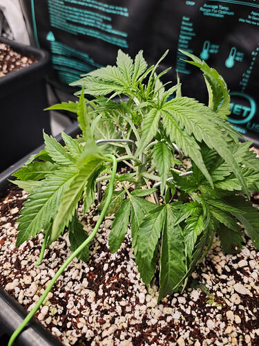 Growreport Bild 8