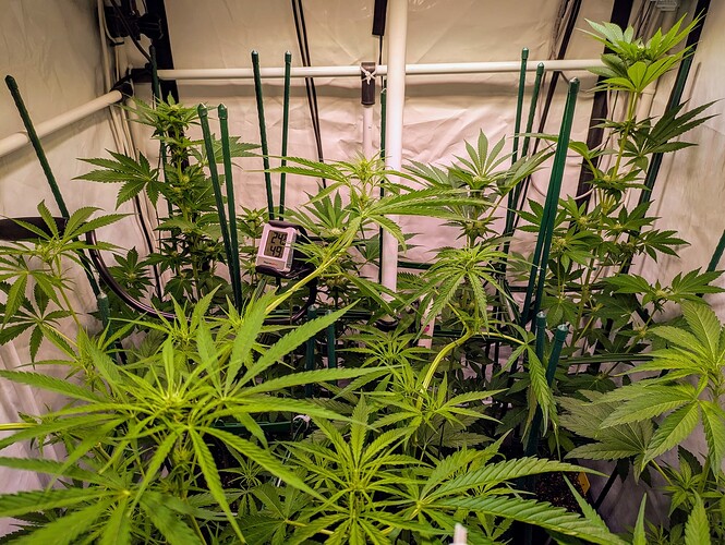 Growreport Bild 3