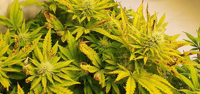 Growreport Bild 1