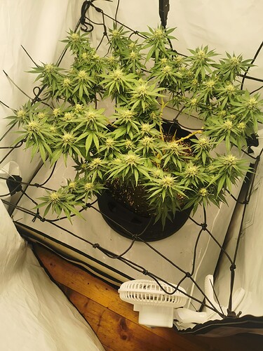 Growreport Bild 10