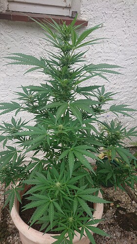 Growreport Bild 39