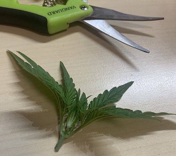 Growreport Bild 4