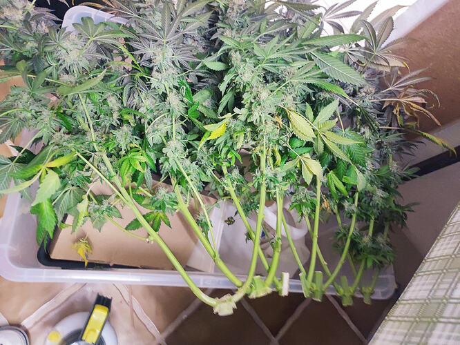 Growreport Bild 76