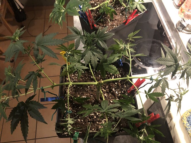 Growreport Bild 24