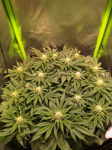 Growreport Bild 4