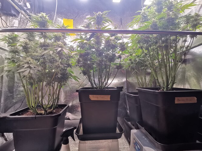 Growreport Bild 4