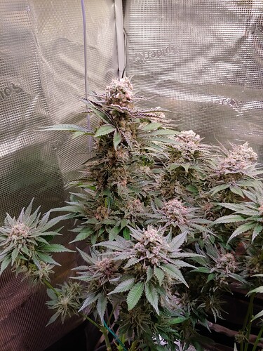 Growreport Bild 6