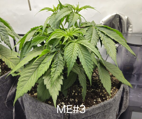 Growreport Bild 10