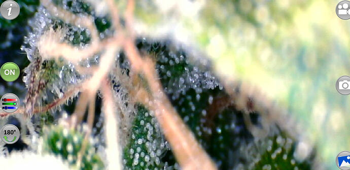 Growreport Bild 39