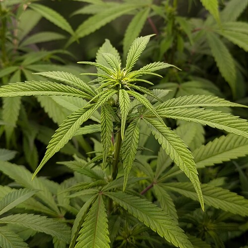 Growreport Bild 4