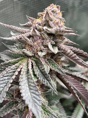 Super Buff Cherry#26