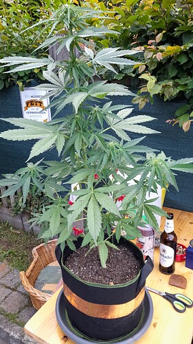Growreport Bild 9