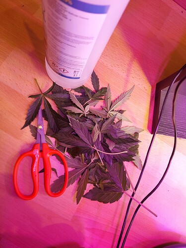 Growreport Bild 13