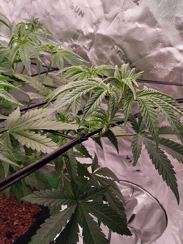 Growreport Bild 3