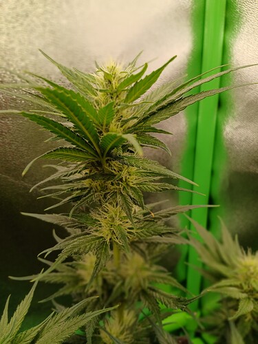 Growreport Bild 7