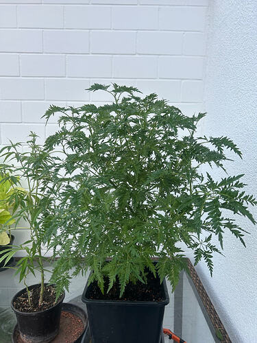 Threema_2026-03-28_10-16-32