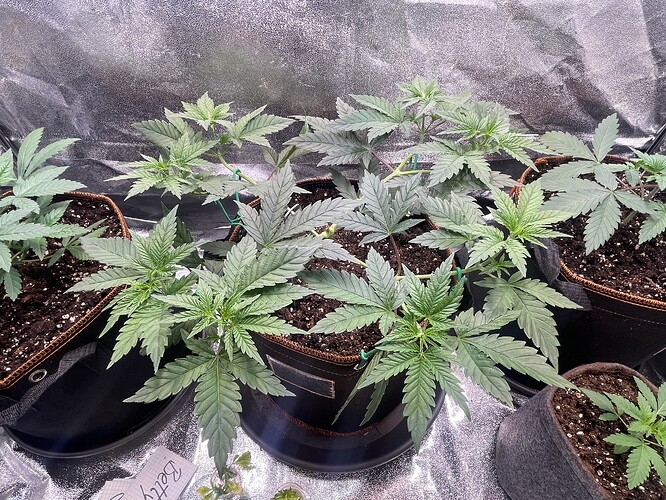 Growreport Bild 27