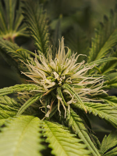 Growreport Bild 16