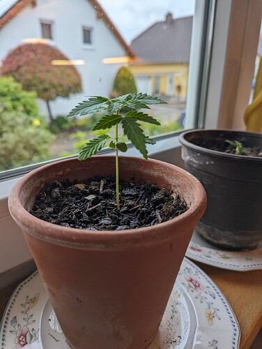 PXL_20240506_045925307