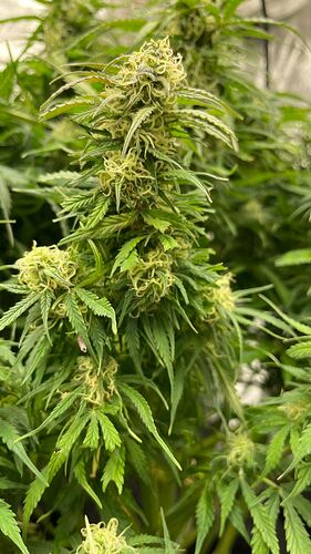 Growreport Bild 6