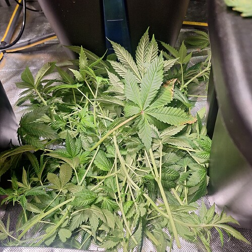 Eine Cannabis-Pflanze mit vielen Blättern und Stängeln, die in einem Zelt wächst.