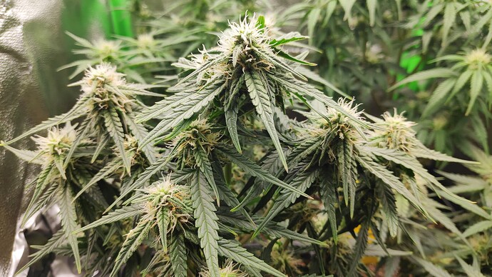 Growreport Bild 3