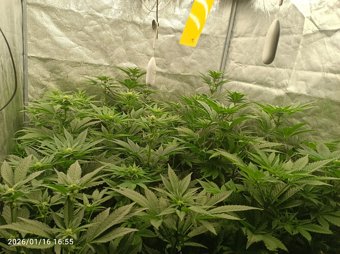 Growreport Bild 12
