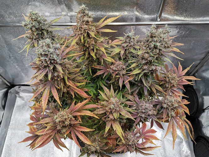 Growreport Bild 15