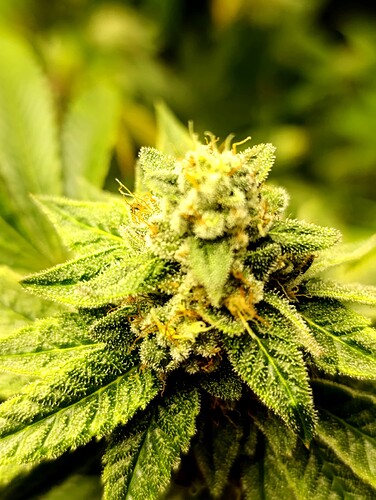 Growreport Bild 3