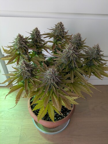 Growreport Bild 6