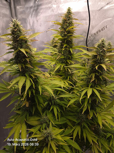 Eine blühende Cannabis-Pflanze in einem Grow-Zelt mit AC Infinity Branding.