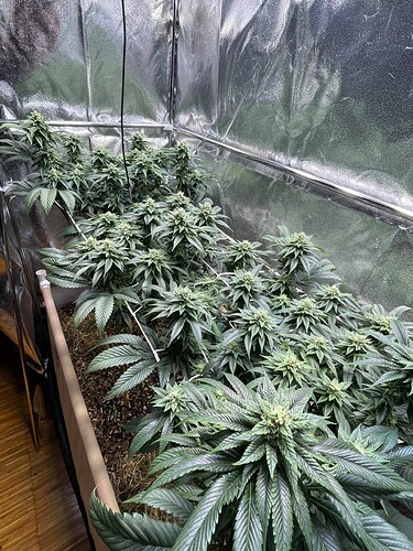 Growreport Bild 2