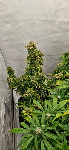 Growreport Bild 45