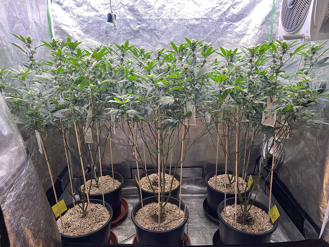 Growreport Bild 31